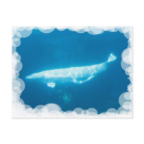 Swimming Beluga Whales Postcard