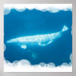 Swimming Beluga Whales Poster