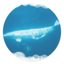 Swimming Beluga Whales Sticker