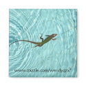 Swimming Lizard magnets