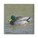 Swimming Mallard © copyright 2009 S.J. magnets
