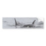 Swimming Orcas
