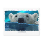 SWIMMING POLAR BEAR postcards