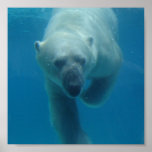 Swimming Polar Bear  Poster