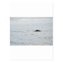 Swimming Seal Post Card