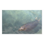 Swimming Seal stickers