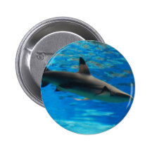 Swimming Shark  Button