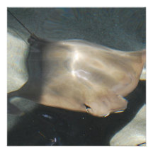 Swimming Stingray Invitations