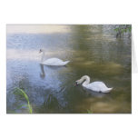 Swimming Swans Card