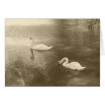 Swimming Swans Card
