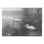 Swimming Swans Card