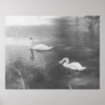 Swimming Swans Poster