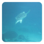 Swimming Turtle stickers