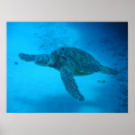 Swimming with sea turtles 4 poster