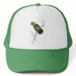 Swindern’s Parrakeet by Edward Lear hats
