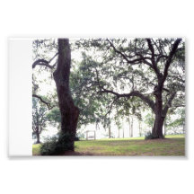Swing, Hilton Head Photographic Print