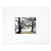 Swing, Hilton Head Photograph