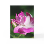 Swirling pink rose and meaning cards