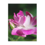 Swirling pink rose and meaning postcards