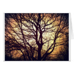 Sycamore Sunset Card