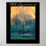 Sycamore Tree, Old Sycamore posters