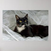 Sylvester's Boudoir Posters