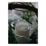 Sympathy Card white rose unique greeting cards