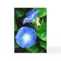 Sympathy - Heavenly Blue Morning Glory cards