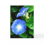 Sympathy - Heavenly Blue Morning Glory cards