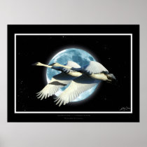 "SYNCHRONICITY" Flying Trumpeter Swans Art Print