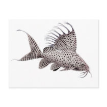 Synodontis eupterus Catfish Postcard