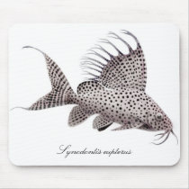 Synodontis eupterus