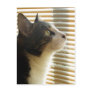 Syrus Postcard 001