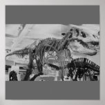 T-Rex Skeleton B+W posters