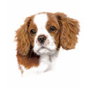 T Shirt : Blenheim Cavalier king charles spaniel