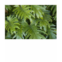 T-Shirt, Sleeveless, Tank-Top Style, Foliage # 45