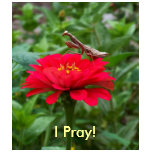 T-Shirt Womens'/Praying Mantis & Zinnia