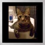 Tabby Bath Poster posters