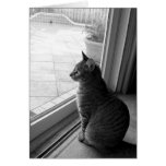 Tabby cards