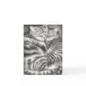 TABBY CAT AFFECTION cards
