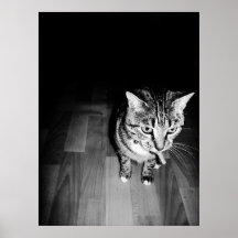 Tabby Cat, Black and White Posters
