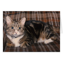 tabby cat Father's Day card