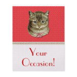 Tabby cat flyers