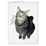 Tabby cat greeting card template