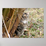 Tabby Cat Hiding Behind Tree posters