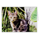 Tabby Cat in Garden cards