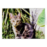 Tabby Cat in Garden cards