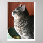 Tabby Cat in Profile posters