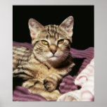 tabby cat portrait posters