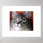 Tabby Cat Portrait posters
